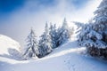 Pine trees covered in snow