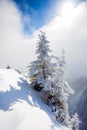 Pine trees covered in snow