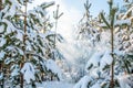 Pine trees covered with snow Royalty Free Stock Photo