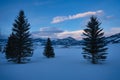 Pine trees at dawn in Bozeman Royalty Free Stock Photo