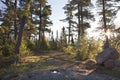 Pine trees at dawn with rocks and path in northern Minnesota Royalty Free Stock Photo