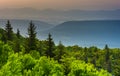 Pine trees and distant mountains, seen from Bear Rocks Preserve, Monongahela National Forest, West Virginia. Royalty Free Stock Photo