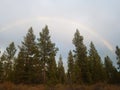 Pine trees at the end of the rainbow Royalty Free Stock Photo