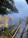 Pine trees and fall aspens