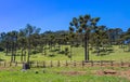 Pine trees in a field in Brazil Royalty Free Stock Photo