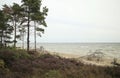 Pine trees, flowering heather, a dry pine tree lying on the beach of the Baltic sea, Kolca, Latvia Royalty Free Stock Photo