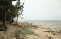 Pine trees, flowering heather, a dry pine tree lying on the beach of the Baltic sea, Kolca, Latvia Royalty Free Stock Photo