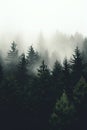 Pine trees in the fog - dark forest with dramatic light - generative AI Royalty Free Stock Photo