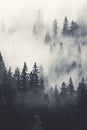 Pine trees in the fog - dark forest with dramatic light - generative AI Royalty Free Stock Photo