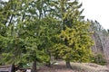 Pine trees forest trees in Carpathian mountains Royalty Free Stock Photo