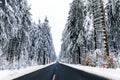 Pine trees in forest covered with snow on frosty evening. Beautiful stunning winter panorama, winterwonderland. Germany