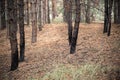 Pine trees forest after the fire. Burnt trees. Nature disaster, climate change. Environment hazard. Royalty Free Stock Photo