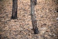 Pine trees forest after the fire. Burnt trees. Nature disaster, climate change. Environment hazard. Royalty Free Stock Photo