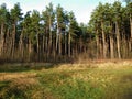 Pine trees in the forest, free space as sky background