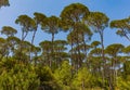 Pine trees forest Jezzine South Lebanon Royalty Free Stock Photo