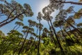 Pine trees forest Jezzine South Lebanon Royalty Free Stock Photo