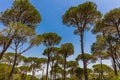 Pine trees forest Jezzine South Lebanon Royalty Free Stock Photo