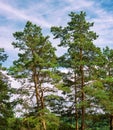 Pine trees in a forest look up at the blue sky