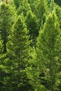 Pine Trees Forest in Mountains Lush Green Foliage Royalty Free Stock Photo