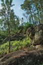 Pine trees forest over steep hill Royalty Free Stock Photo