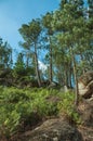 Pine trees forest over steep hill Royalty Free Stock Photo