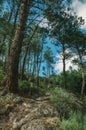 Pine trees forest over steep hill Royalty Free Stock Photo