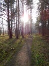 Pine trees and forest path at sunset landscape Royalty Free Stock Photo