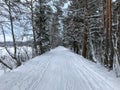 Pine trees forest pathway shot in winter day Royalty Free Stock Photo