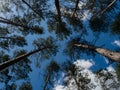 Pine trees in a forest seen upwards against a blue sky with some white clouds. Royalty Free Stock Photo
