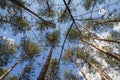 Pine trees seen upwards