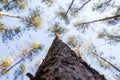 Pine trees seen upwards