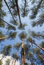 Pine trees seen upwards