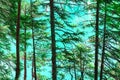 Pine trees in the forest