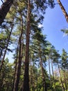 pine trees in the forest under blue clear sky Royalty Free Stock Photo