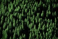 Pine Trees in Forest Wilderness for Conservation