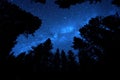 Pine Trees Forest Wilderness with Milky Way Milkyway Stars in Night Sky