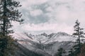 Pine trees forest in winter covered by snow with mountain and clouds