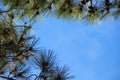 Pine trees framing the sky.