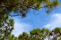 Pine trees framing the sky.