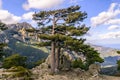 Pine Trees in front of the rocky spikes of red granite \