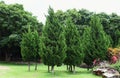 Pine trees in garden . Royalty Free Stock Photo