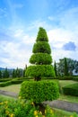 Pine trees garden Royalty Free Stock Photo