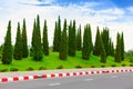 Pine trees garden Royalty Free Stock Photo