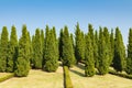 Pine trees garden Royalty Free Stock Photo