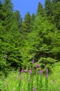 Pine trees and glade wildflowers Royalty Free Stock Photo