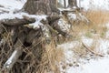 Pine trees with gnarled roots growing on the slope exposed to soil erosion. Ecological problems Royalty Free Stock Photo