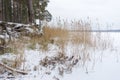 Pine trees with gnarled roots growing on the slope exposed to soil erosion. Ecological problems Royalty Free Stock Photo