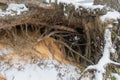 Pine trees with gnarled roots growing on the slope exposed to soil erosion. Ecological problems Royalty Free Stock Photo