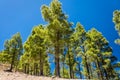 Pine trees in Gran Canaria Royalty Free Stock Photo