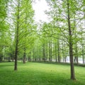 Pine trees in a green field Royalty Free Stock Photo